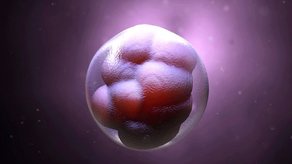 3d illustration of an early stage embryo.