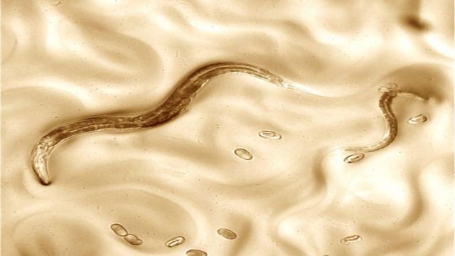 Flawed Genome for Widely Researched Worm Is Corrected content piece image 