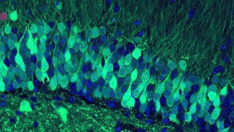 Proof It’s Possible to Enhance or Suppress Memories: Mice Study