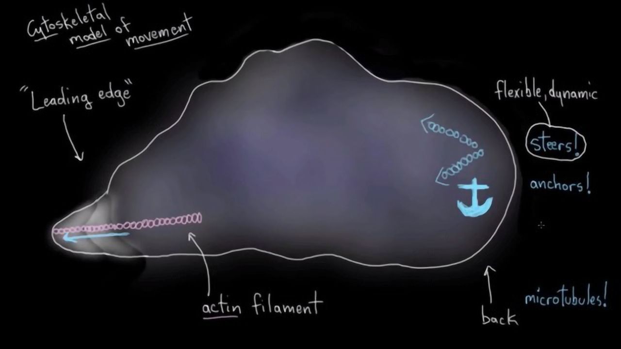 Cellular Movement