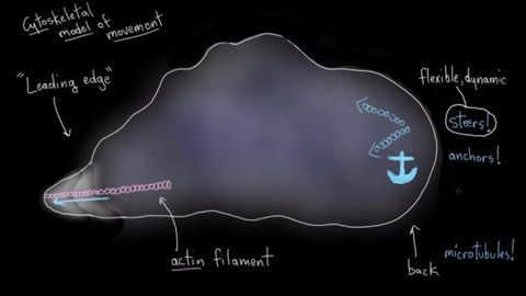 Cellular Movement