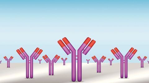 Why Should Antibodies Be Manufactured Recombinantly?