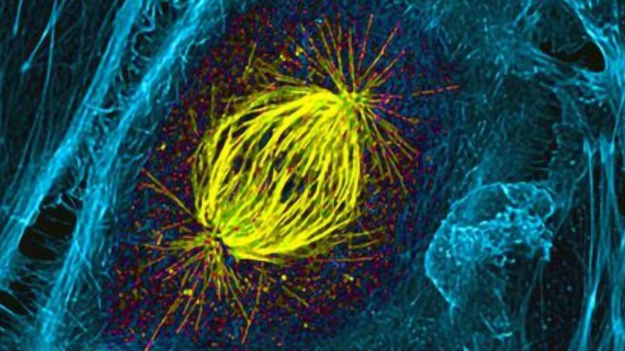 The Spectacular World of Mitosis