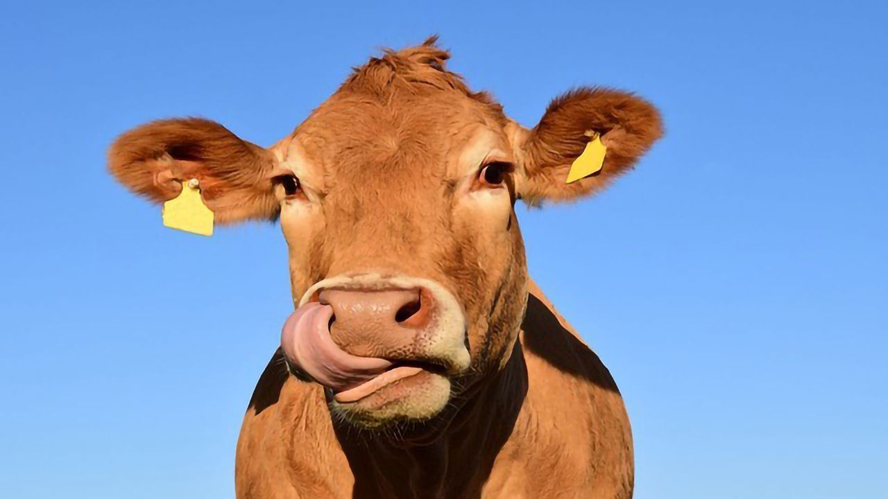 A Blueprint for Guiding Animal Genomics Forward