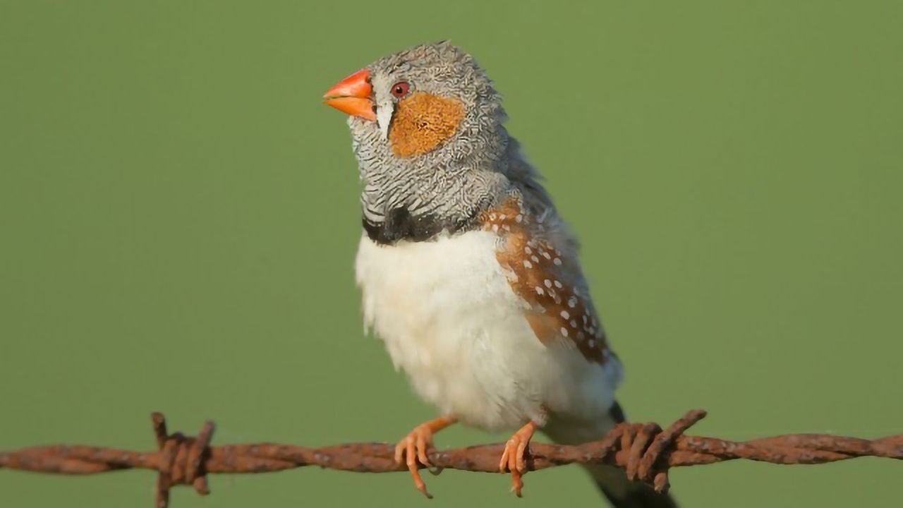 All The Colors in a Bird's Brain