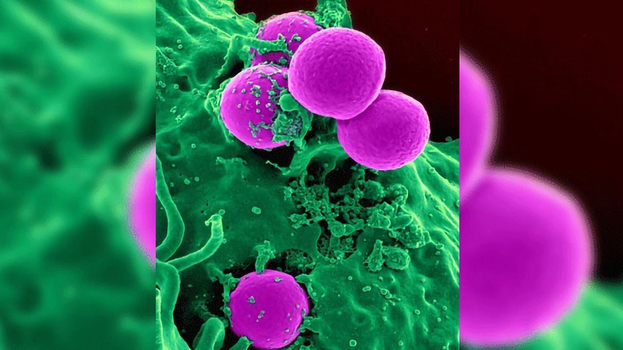 Primed Neutrophils Circulate Ready to Fight
