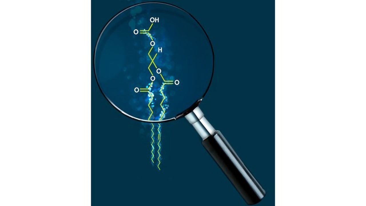 First Large-scale Study of the Genetics of Human Plasma Lipid Species