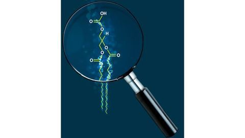 First Large-scale Study of the Genetics of Human Plasma Lipid Species