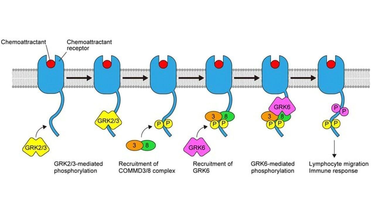 Immune Cell Migration Molecule Could Be the Key to Treating Inflammatory Diseases
