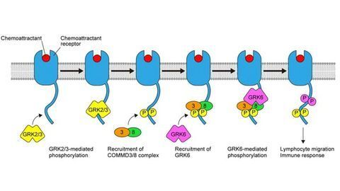 Immune Cell Migration Molecule Could Be the Key to Treating Inflammatory Diseases