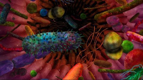 Gut Bacteria Influence Autism-like Behavior in Mice