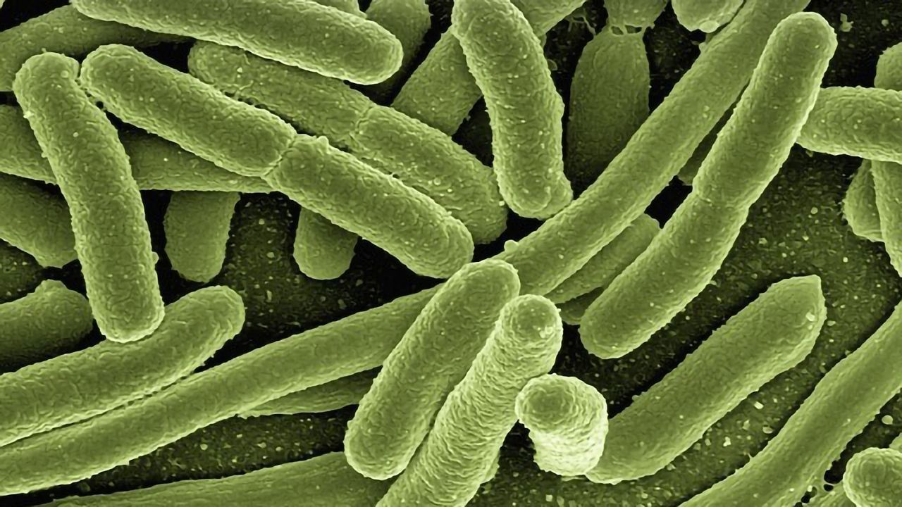 "Stressed-out" Bacteria May Trigger Autoimmunity