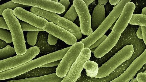 "Stressed-out" Bacteria May Trigger Autoimmunity