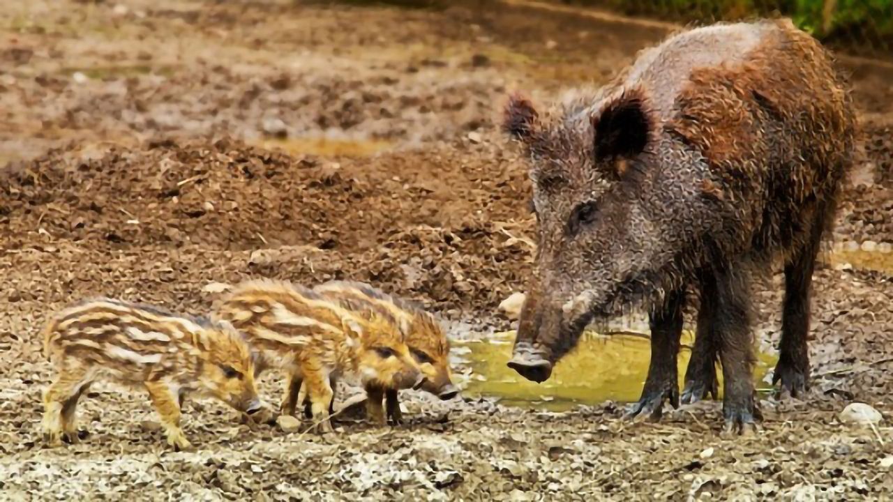 Saving Our Bacon Through Vaccination