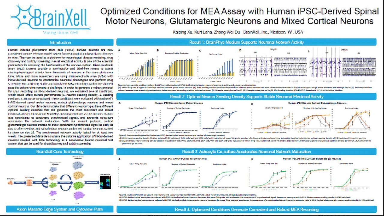 Optimized Conditions for MEA Assay with Human iPSC-Derived Spinal Motor Neurons, Glutamatergic Neurons and Mixed Cortical Neurons