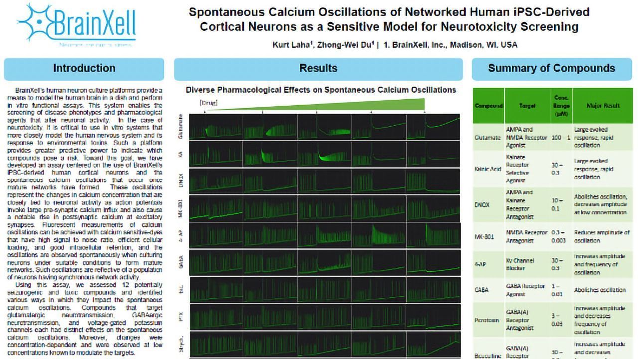 Spontaneous Calcium Oscillations of Networked Human iPSC Derived Cortical Neurons as a Sensitive Model for Neurotoxicity Screening