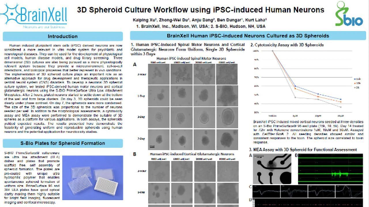 3D Spheroid Culture Workflow using iPSC-induced Human Neurons