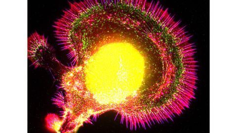 Fluorescence micrograph of a neuron regenerating in culture.