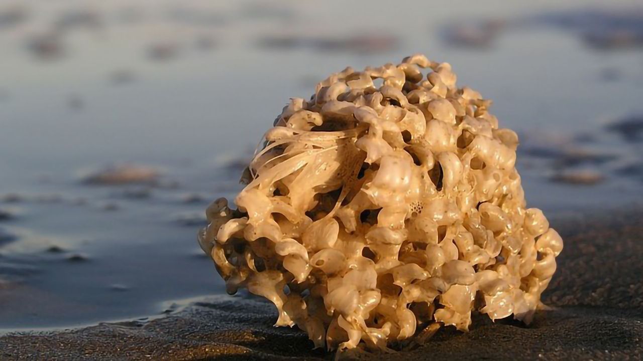 Sea Sponges Act as Underwater Surveillance Squad