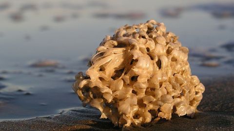Sea Sponges Act as Underwater Surveillance Squad