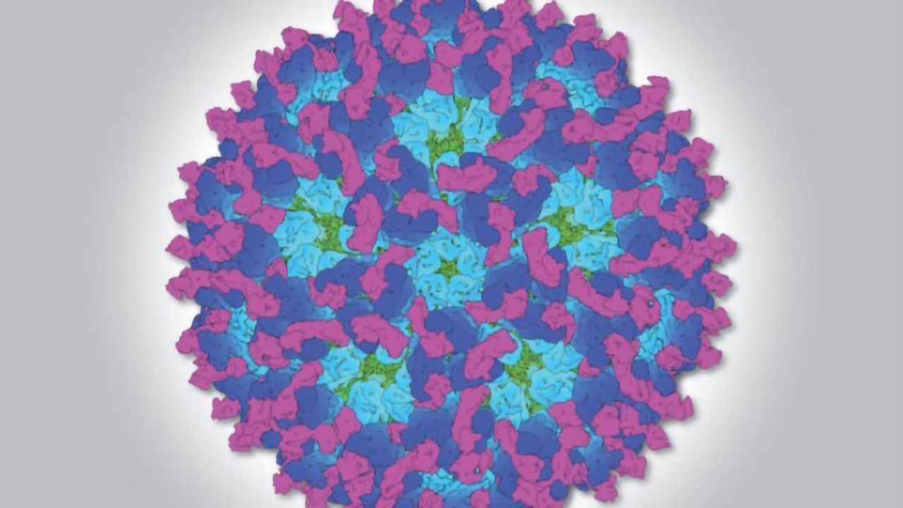 Snapshot of Chikungunya Could Improve Viral Arthritis Treatment and Prevention