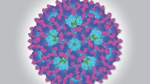 Snapshot of Chikungunya Could Improve Viral Arthritis Treatment and Prevention