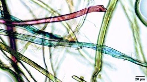 The Average Person Consumes Over 70,000 Particles of Microplastics Per Year