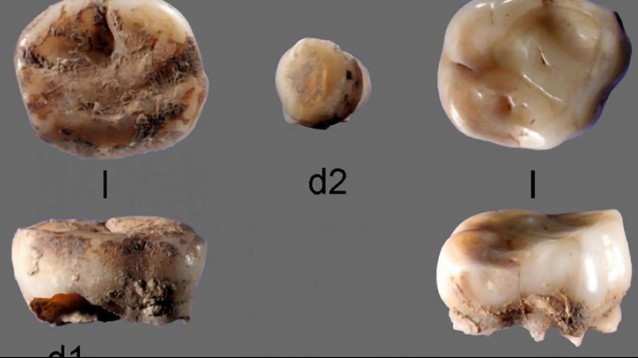 What Can Baby Teeth Tell Us?