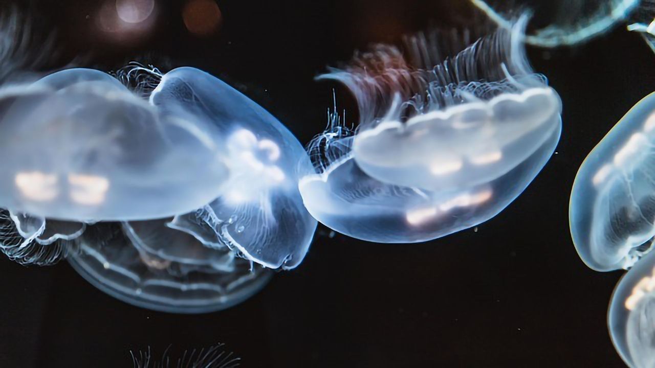 Microplastic Concentrations in Monterey Bay Greater Than at Surface of the “Great Pacific Garbage Patch”