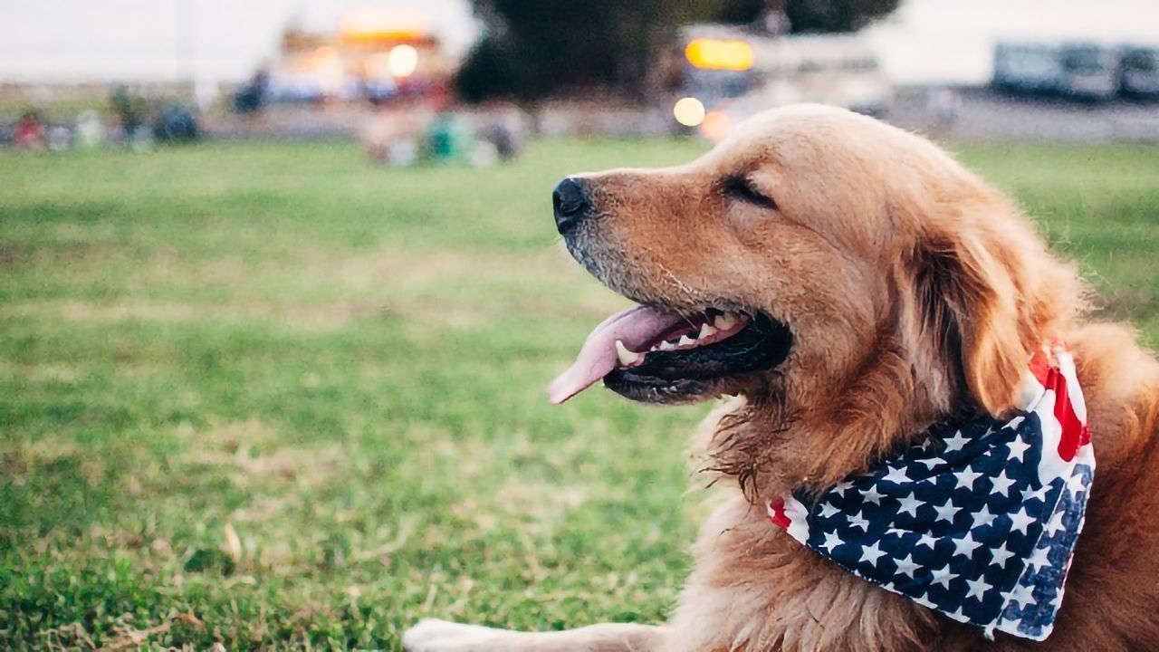 Feeling Stressed? So Does Your Dog