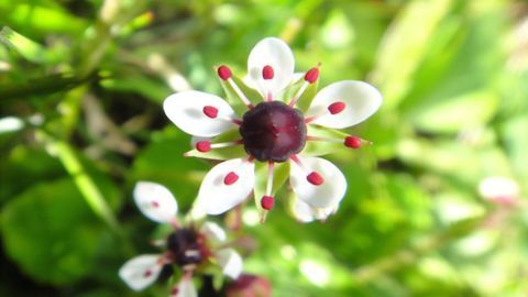 Ancient Plants Shake Up Scientists’ Understanding of Evolution