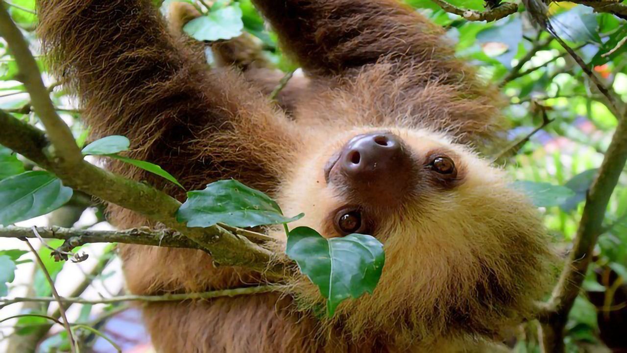 Sloth’s Evolutionary Secret Shocks Scientists