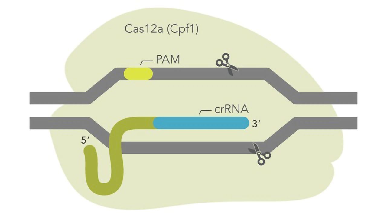 IDT launches ultra-high performance CRISPR Cas12a enzyme