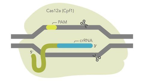 IDT launches ultra-high performance CRISPR Cas12a enzyme
