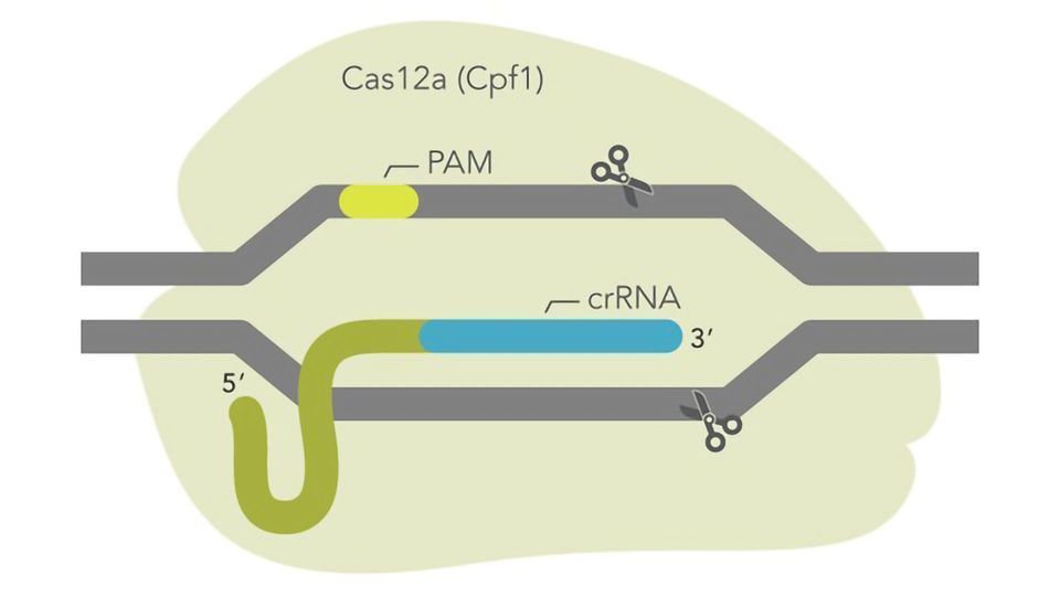 IDT launches ultra-high performance CRISPR Cas12a enzyme content piece image