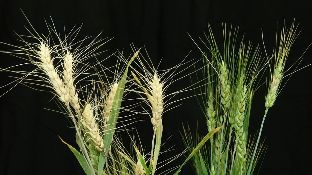 Making Wheat Better Equipped to Fight Fungal Disease