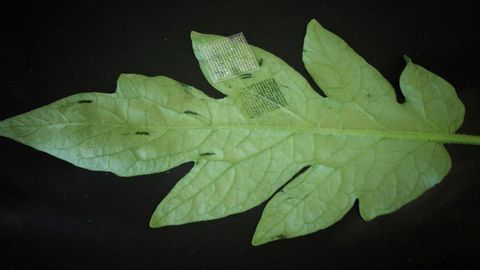 Rapid Plant Disease Detection With Novel Microneedle Technique