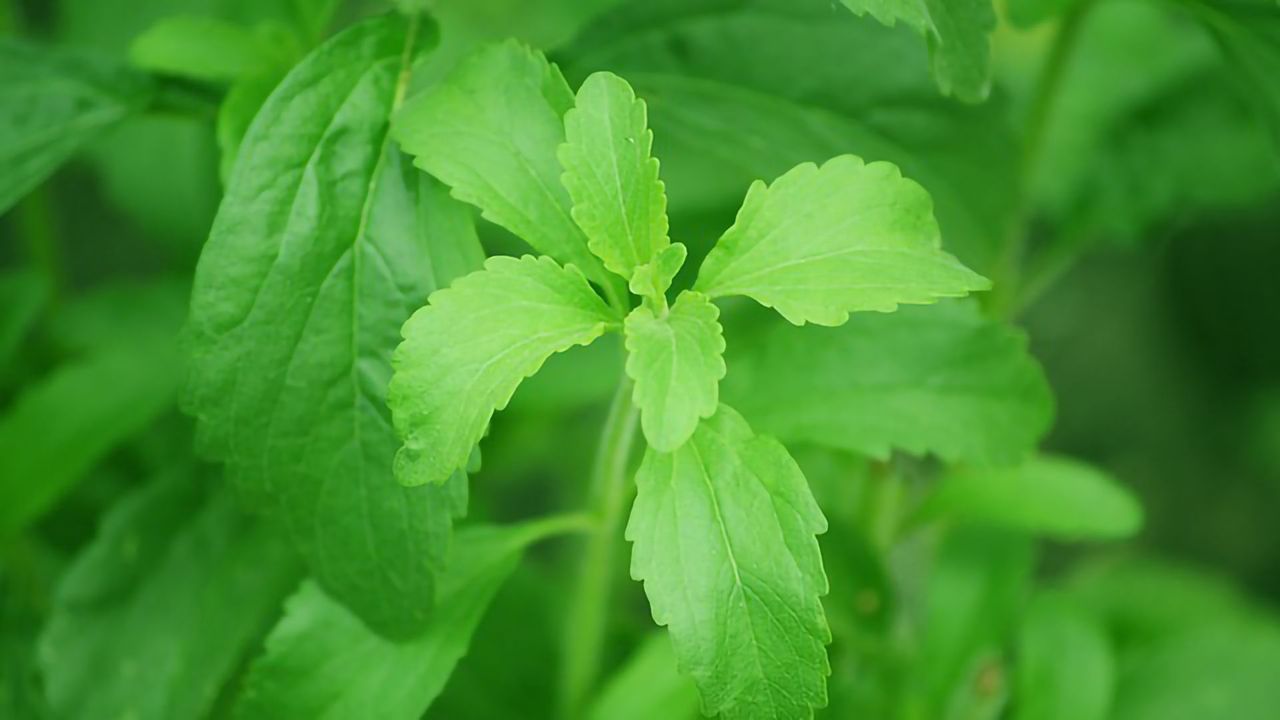 What Makes Stevia Taste 200 Times Sweeter Than Sugar?