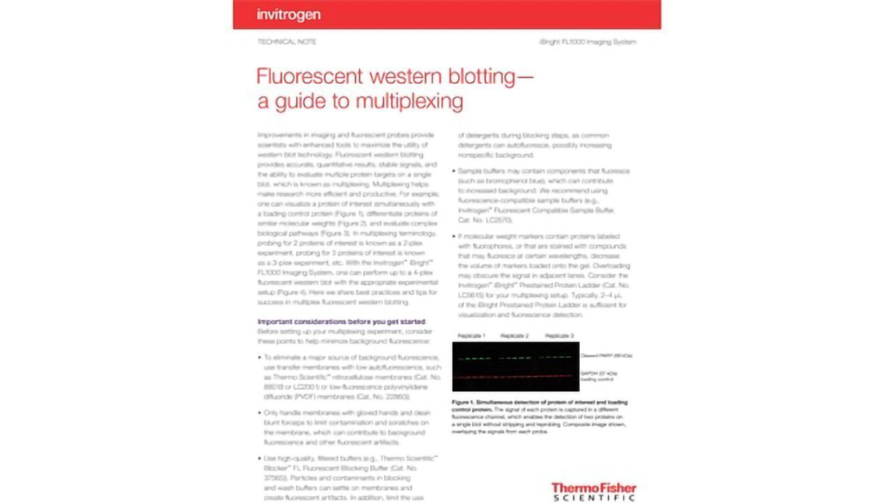 Fluorescent Western Blotting - A Guide to Multiplexing