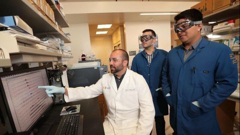 Endocannabinoid Signaling Drives Overeating in the Mouse Brain