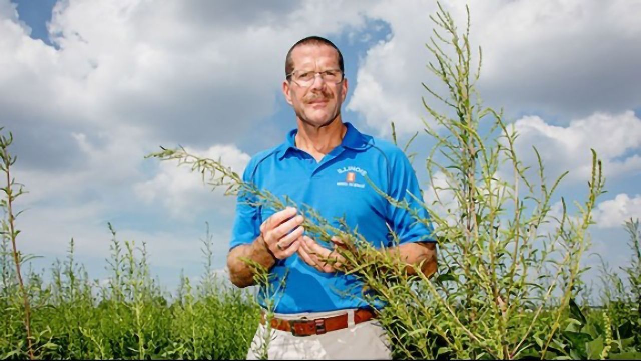 Superweed Becoming More Resistant to Herbicides