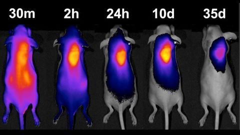 Hydrogel “Homing Beacon” Recruits Drugs to Tumor Target