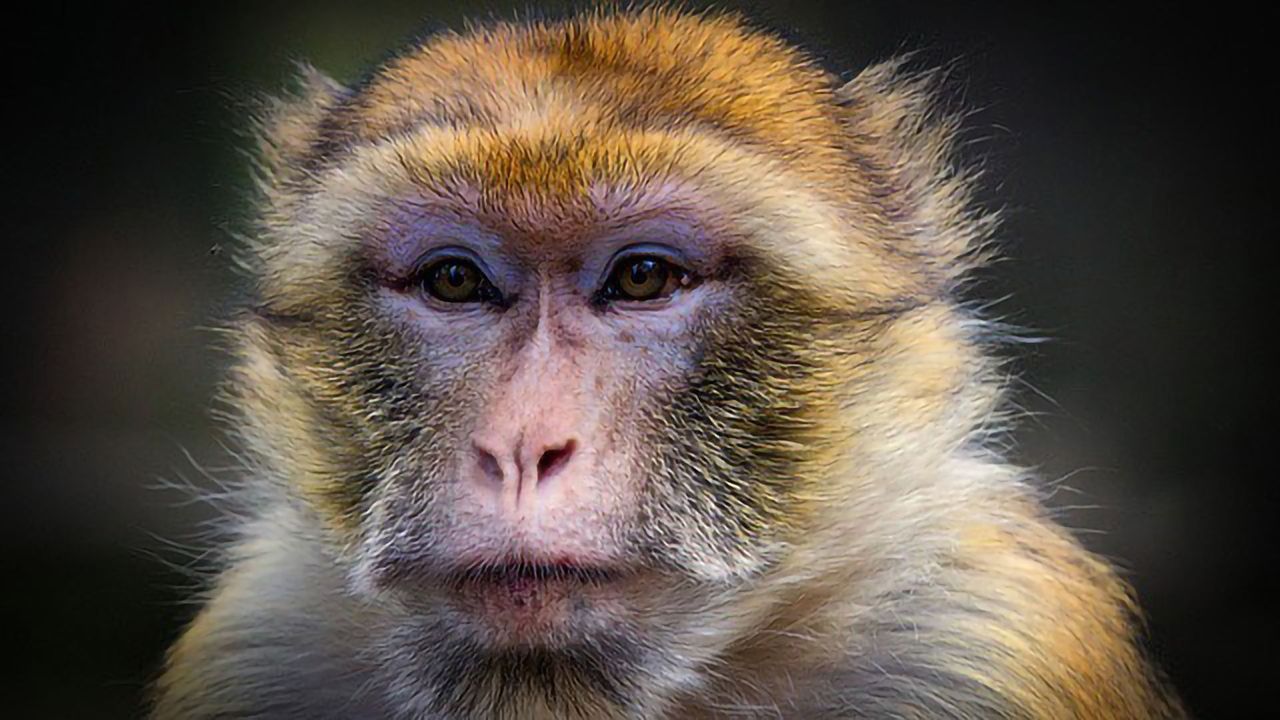 Gene-editing Used to Create Primate Model for Autism