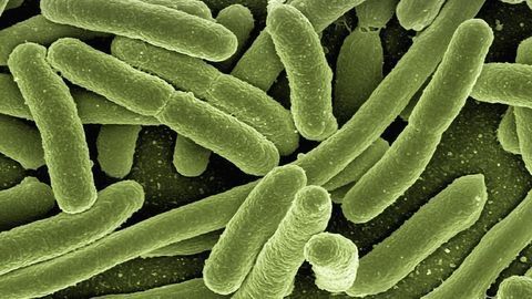 Detecting Bacteria With a "Zap"