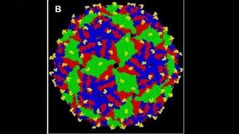 Vaccine Drives Antibodies to Target Tau Tangles in Mice