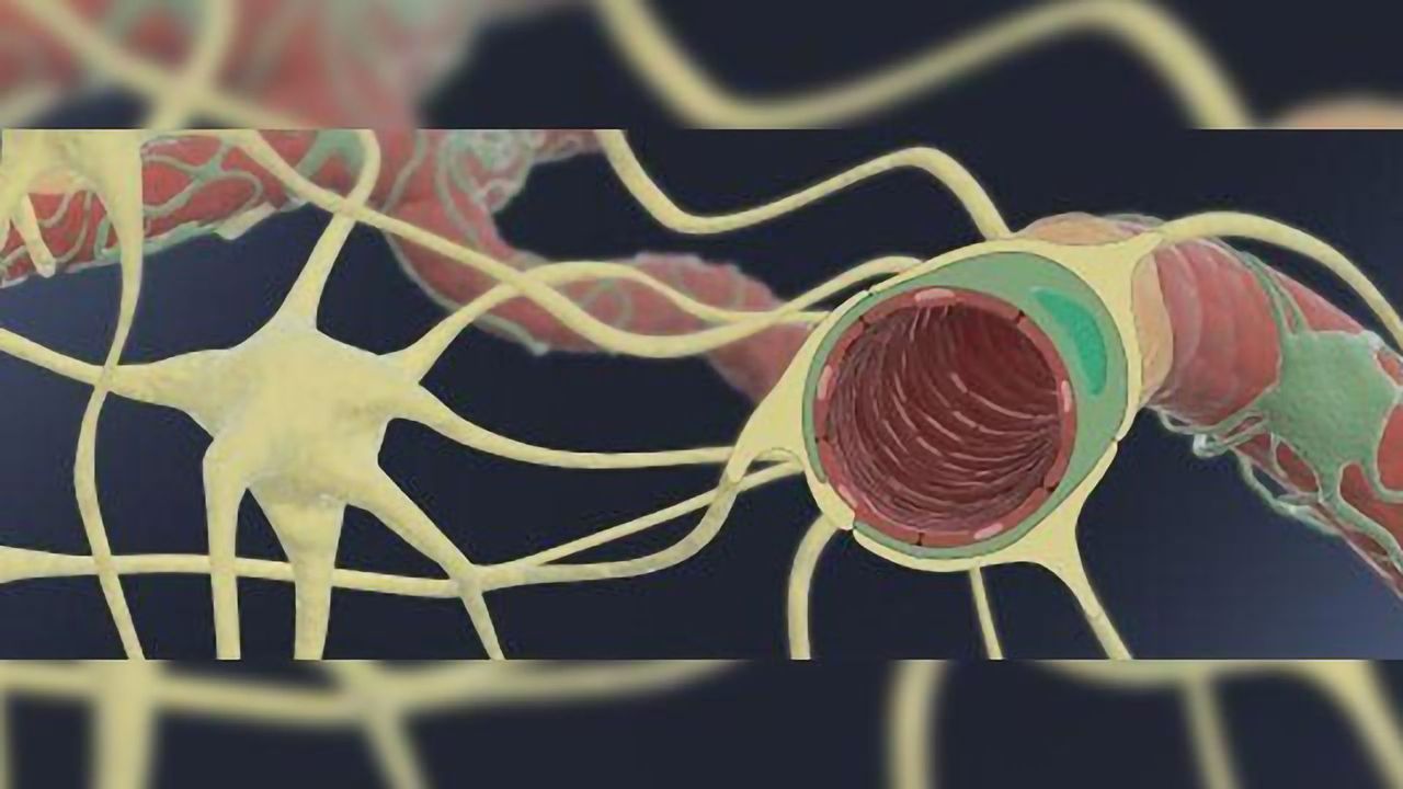 Human Blood-Brain Barrier Chip Aids Development of Brain-targeting Drugs