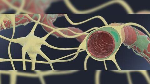 Human Blood-Brain Barrier Chip Aids Development of Brain-targeting Drugs