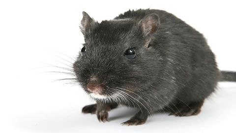 Aging in Older Mice Delayed by Giving Enzyme From Younger Mice