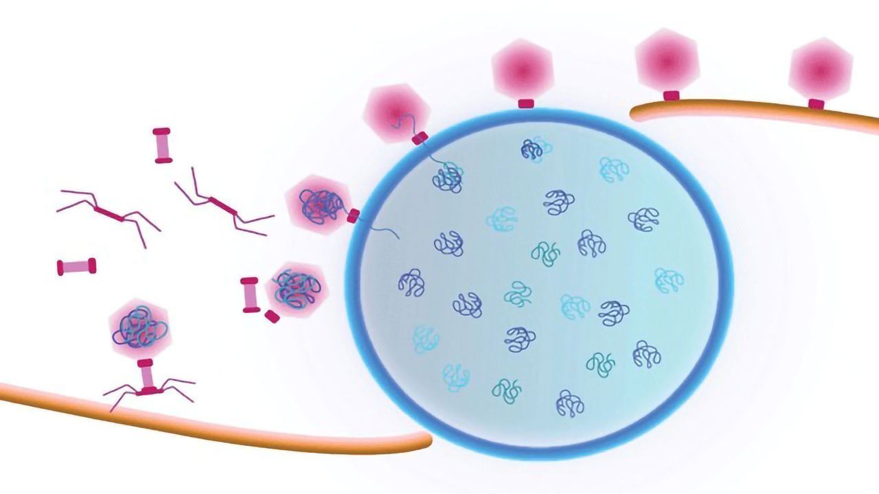 Cargo Trafficked Across Bacteria on "Treadmills"