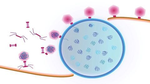 Cargo Trafficked Across Bacteria on "Treadmills"
